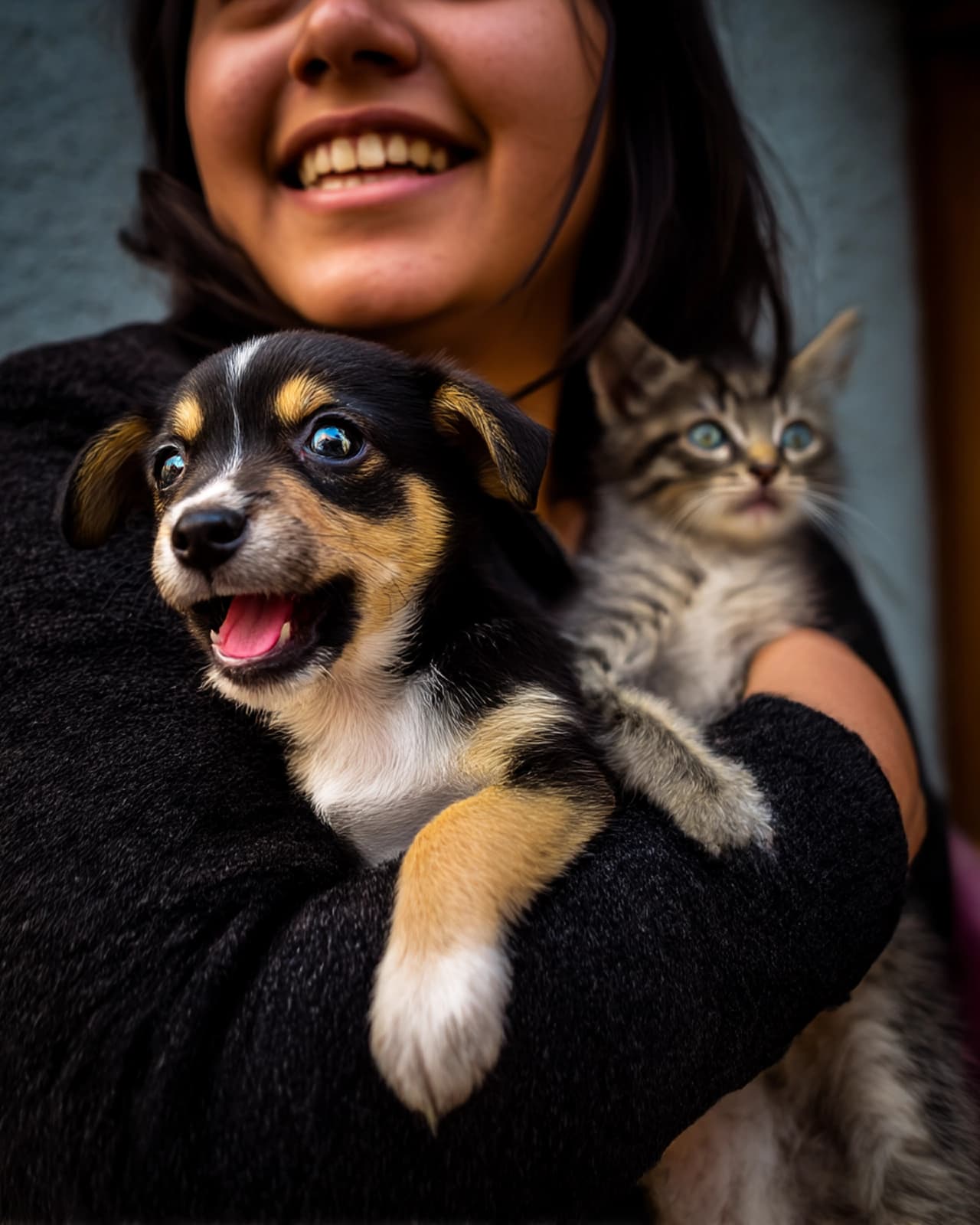 Cachorros y gatitos