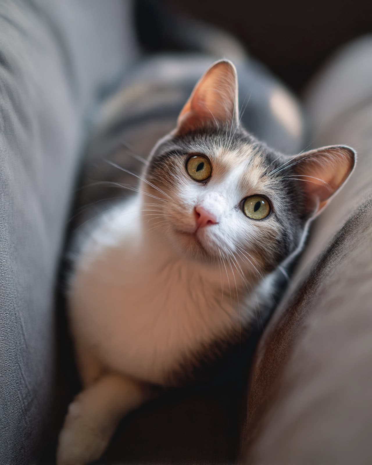 Gatos en adopción