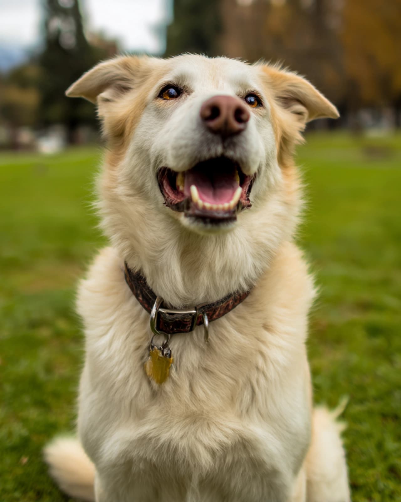 Perros en adopción
